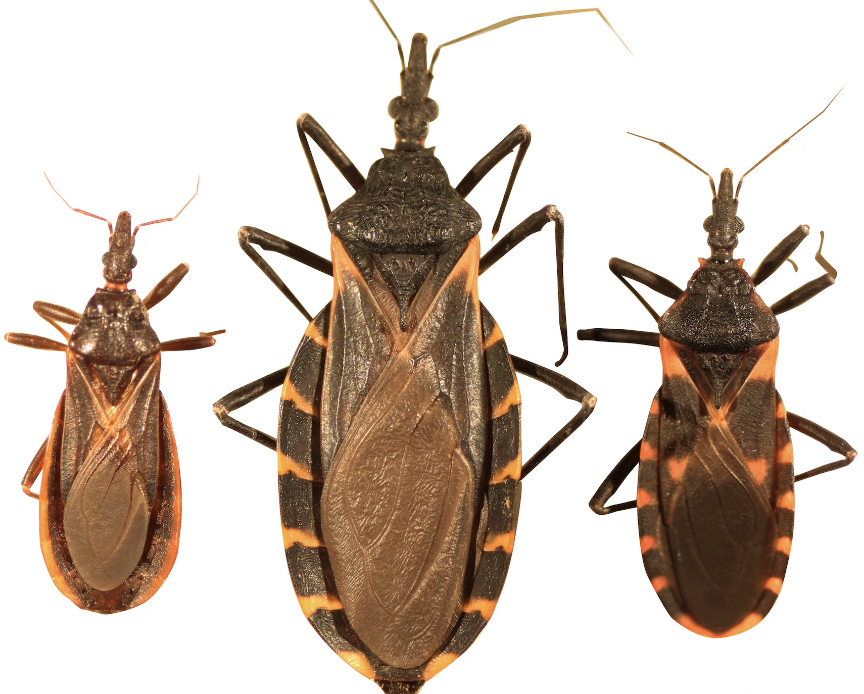 Understanding Chagas Disease: A Growing Concern in the U.S.￼